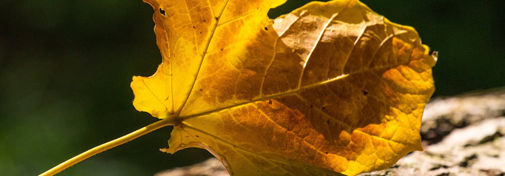 秋季干燥，掌握室內溫濕度，享受健康舒適